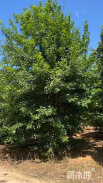 45公分(4杆)丛生娜塔栎