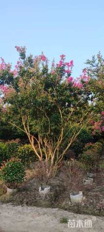 高度450厘米大红紫薇