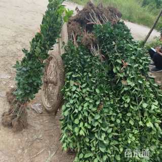 高度200厘米北海道黄杨