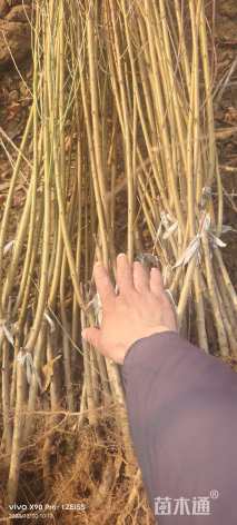 0.6公分红叶碧桃