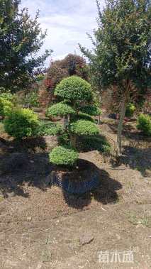 15公分造型小叶女贞