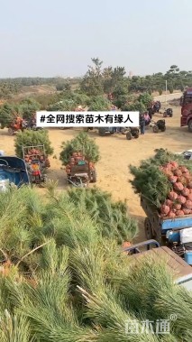 高度400厘米黑松