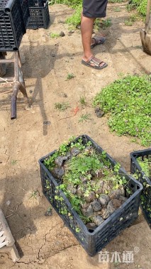 高度17厘米红花酢浆草