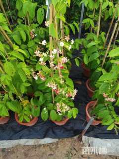 高度100厘米使君子