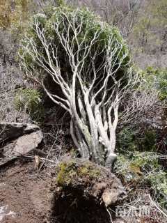 高度4000厘米瓜子黄杨