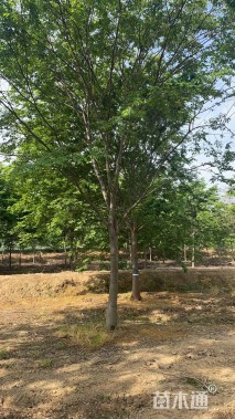 20公分榉树