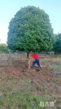 16公分高杆桂花