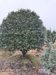 高度300厘米茶梅