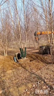 高度800厘米丛生河桦