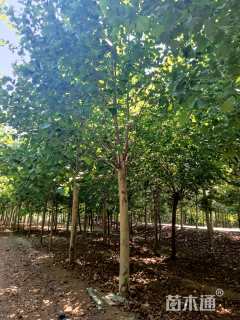 16公分速生法桐