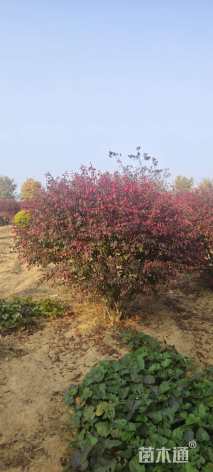 高度180厘米火焰卫矛