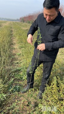 高度40厘米迎春花