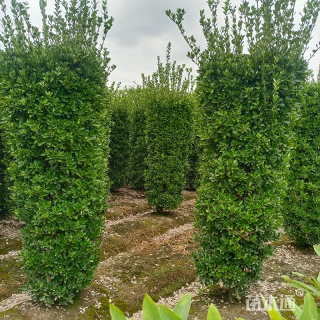 高度300厘米大叶黄杨柱