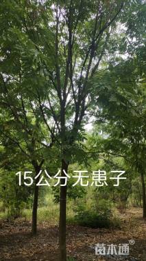 15公分无患子