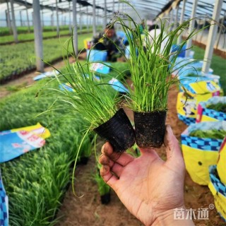 高度22厘米青绿苔草