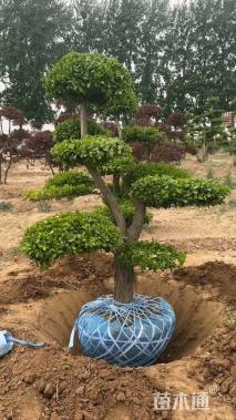 20公分造型卫矛