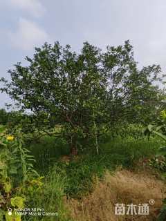 20公分丛生香橼