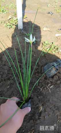 高度25厘米葱兰