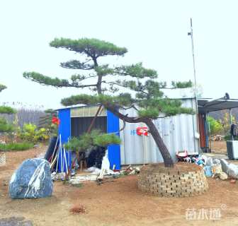 22公分造型黑松