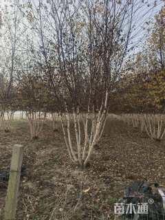 高度600厘米丛生白桦