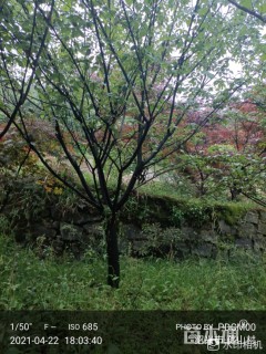 16公分日本晚樱