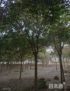 15公分大叶女贞