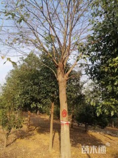 25公分朴树