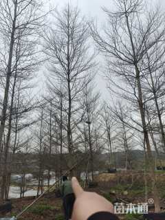 12公分小叶榄仁