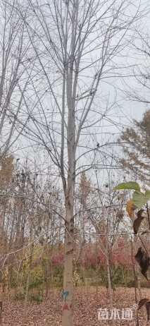 17公分美国红枫