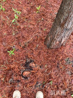 15公分北美落羽杉