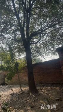 16公分金丝楠木