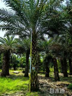 裸干高600厘米中东海枣