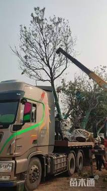 12公分垂丝海棠