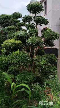 15公分造型黄杨