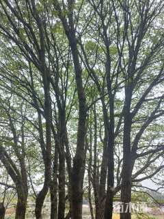 高度1200厘米四月雪