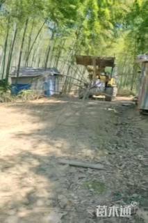 15公分杂交马褂木