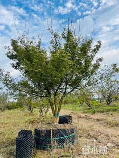 10公分垂丝海棠