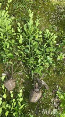 高度40厘米大叶黄杨小苗