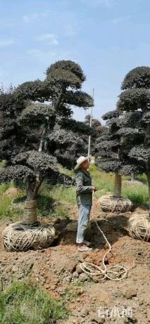 高度300厘米红花继木