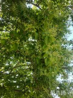 高度5厘米小叶女贞