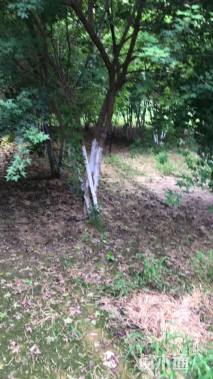 高度500厘米丛生五角枫