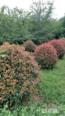 15公分红叶石楠