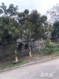 高度4厘米黄杨