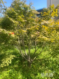 13.5公分日本红枫