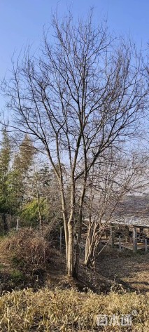 50公分(5杆)丛生朴树