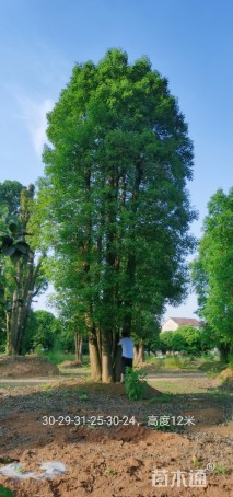 50公分丛生香樟