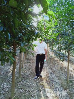 8公分柚子树