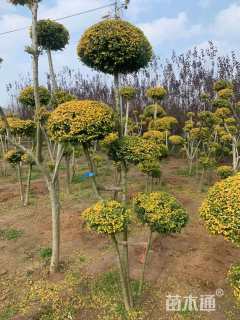 10公分造型亮晶女贞