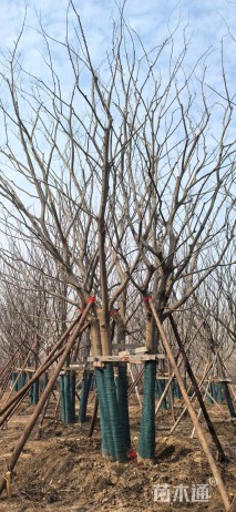 18公分(5杆)丛生朴树