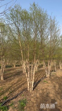 高度400厘米(4杆)丛生白桦